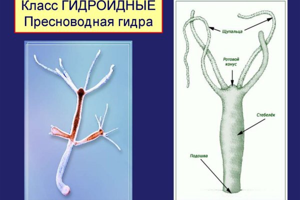 Кракен онион тор